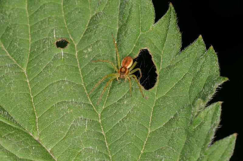 Dolomedes_fimbriatus_D4895_Z_89_Les Gris_Frankrijk.jpg